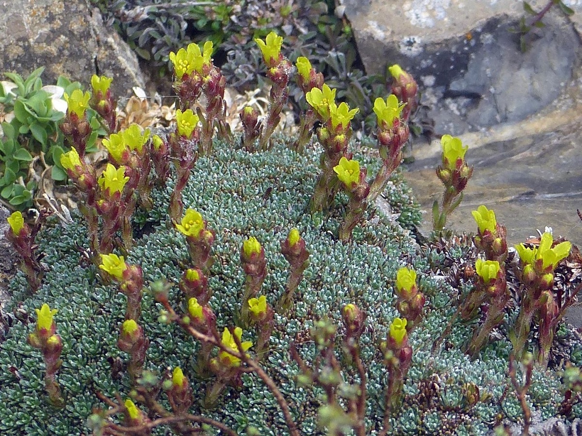 Saxifraga aretioides (Saxifragaceae)